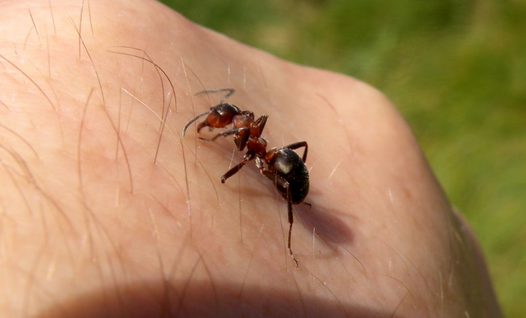 Formica lugubris? Oppure..?